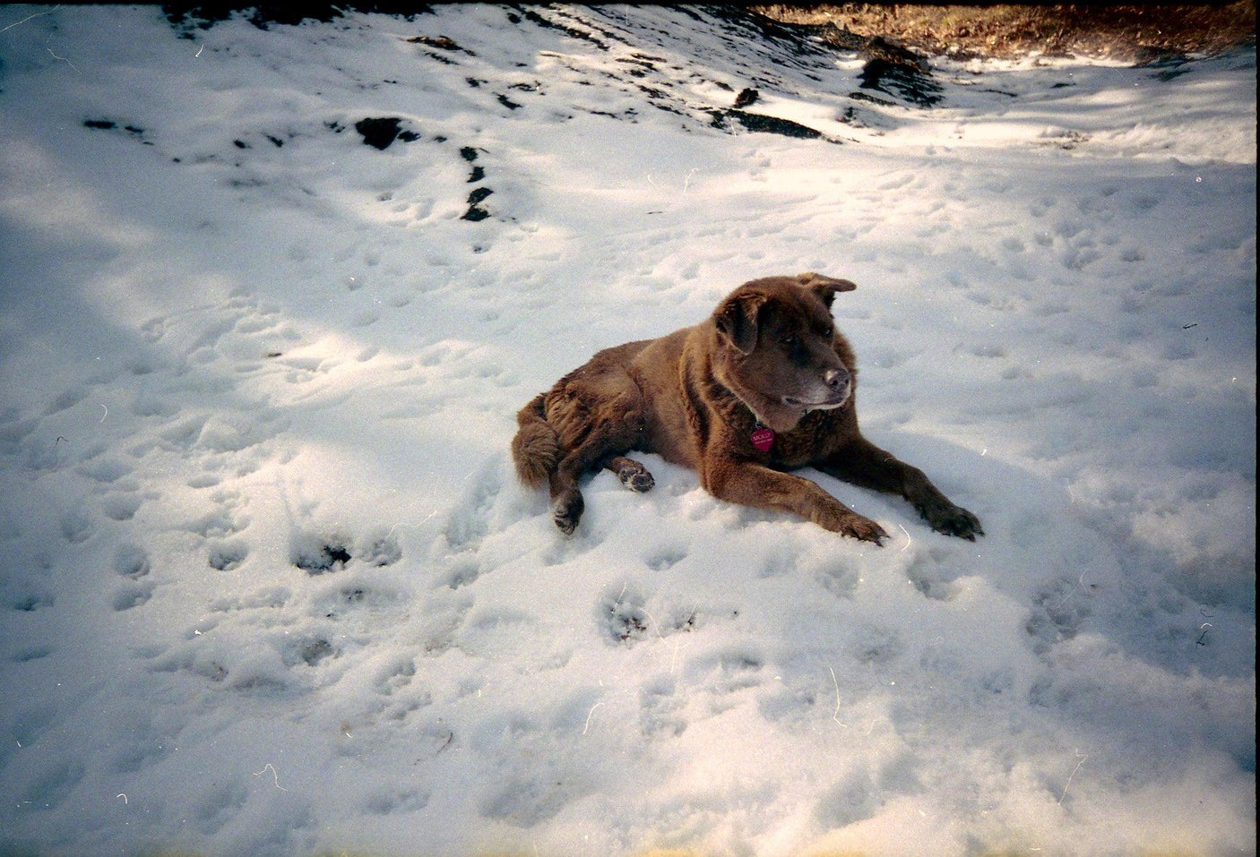 BRAND NEW - Olympus Trip 600 35mm Film Camera Point and Shoot