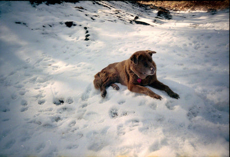 BRAND NEW - Olympus Trip 600 35mm Film Camera Point and Shoot