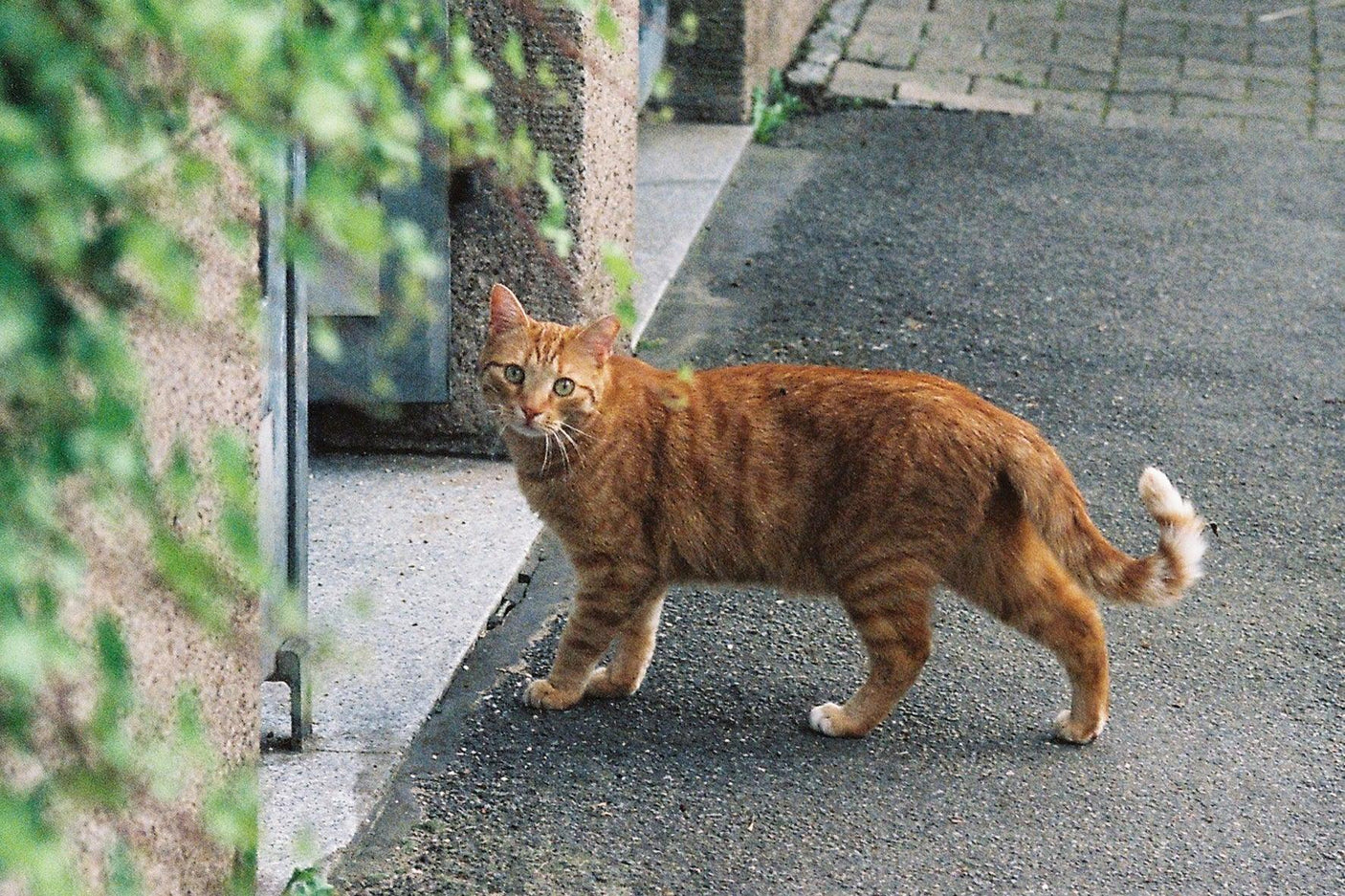 Minolta Dynax 5 Automatic 35mm SLR Film Camera w/ Auto Zoom Lens