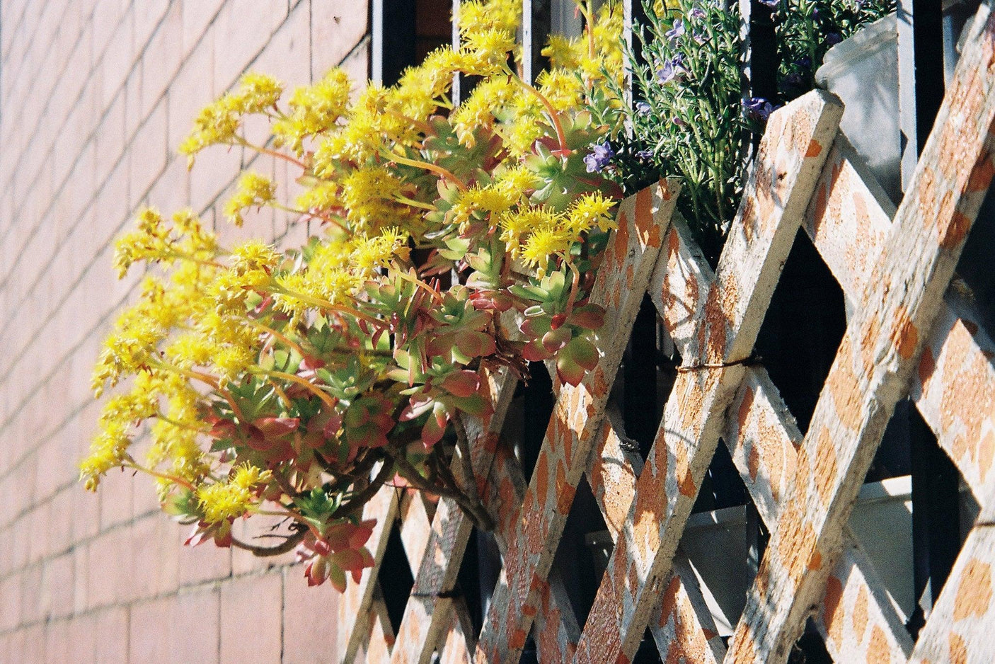 Minolta Riva Zoom 125 35mm Film Camera Point and Shoot