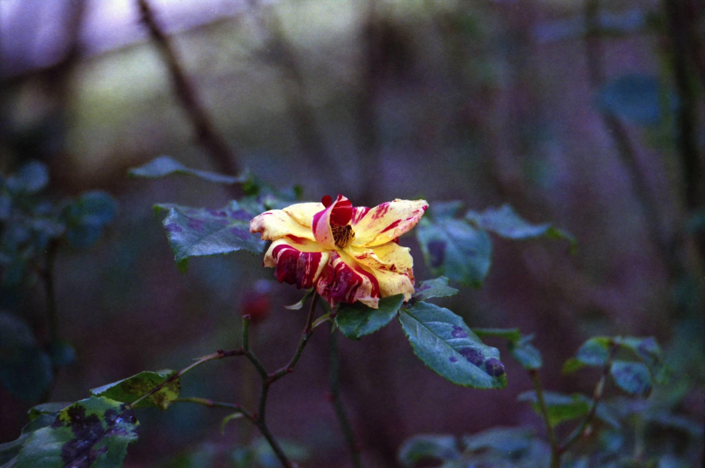 Minolta SR-1s SLR 35mm Film Camera with lens