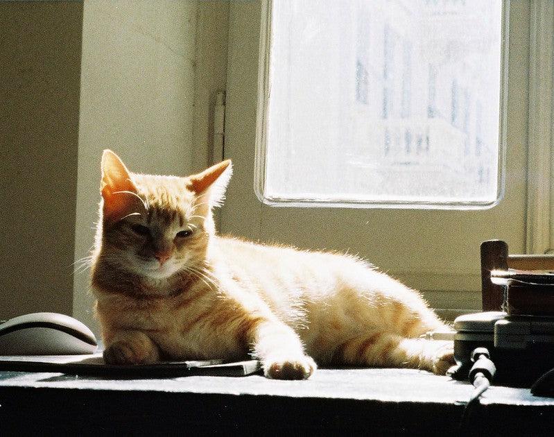 Minolta Zoom 110 Film Compact SLR Camera