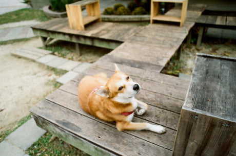 Miranda 24mm f/2.8 Macro Camera Lens