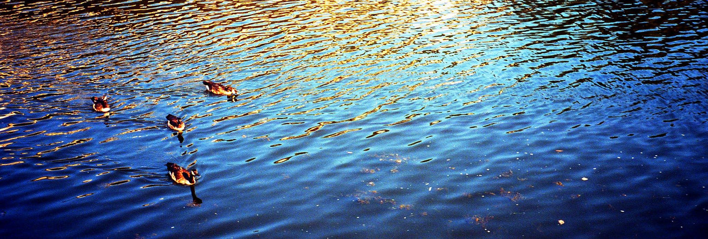 Olympus Trip Panorama 35mm Film Camera Point and Shoot