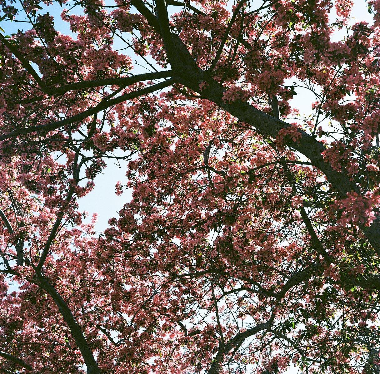 Pentax K1000 Orange Leather Vintage SLR 35mm Film Camera with Pentax f/2 50mm Prime Lens.