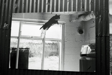 Petri - 7S. 35mm Rangefinder With 45mm F2.8 Lens