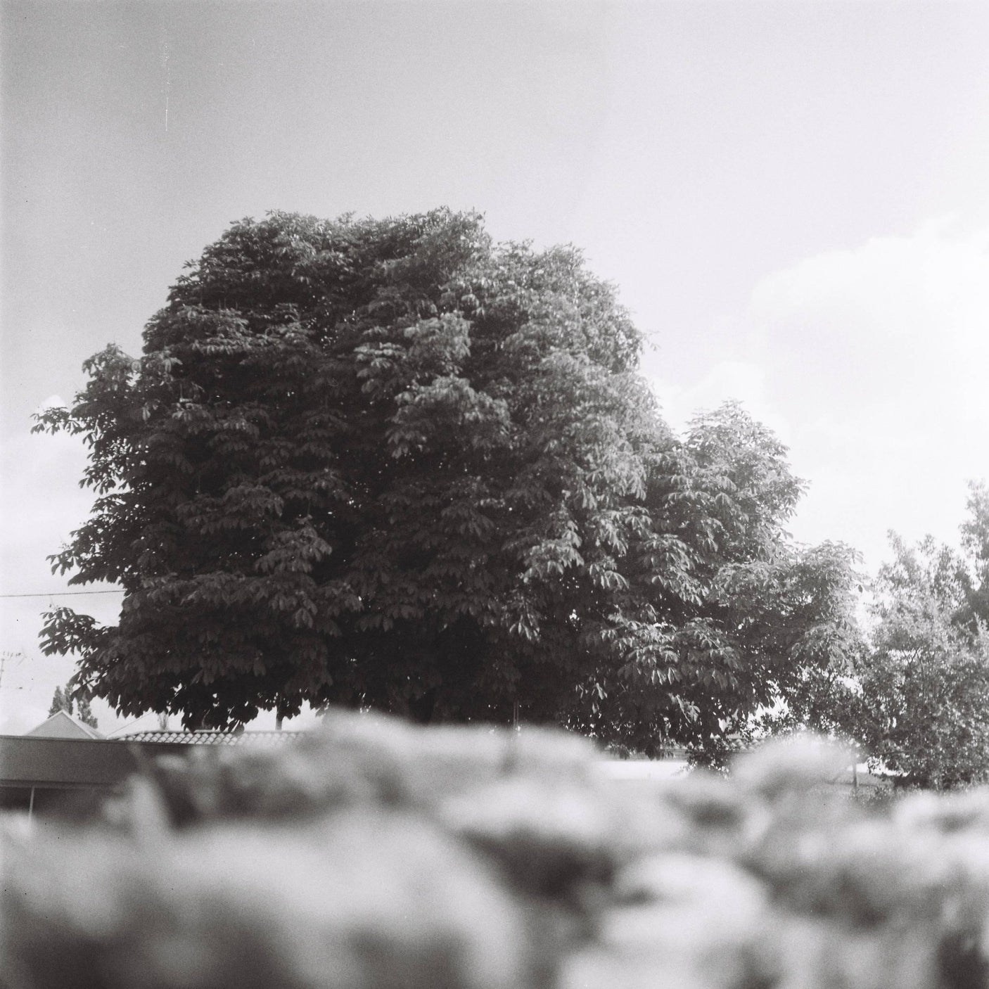 Rollieflex Old Standard 621 With 75mm F3.8 Lens. TLR 6X6 Medium Format Film Camera.