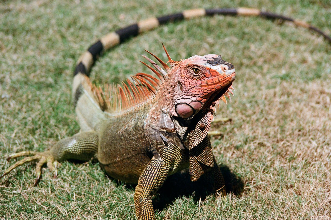 Super Travenar 28mm f/2.8 Camera Lens