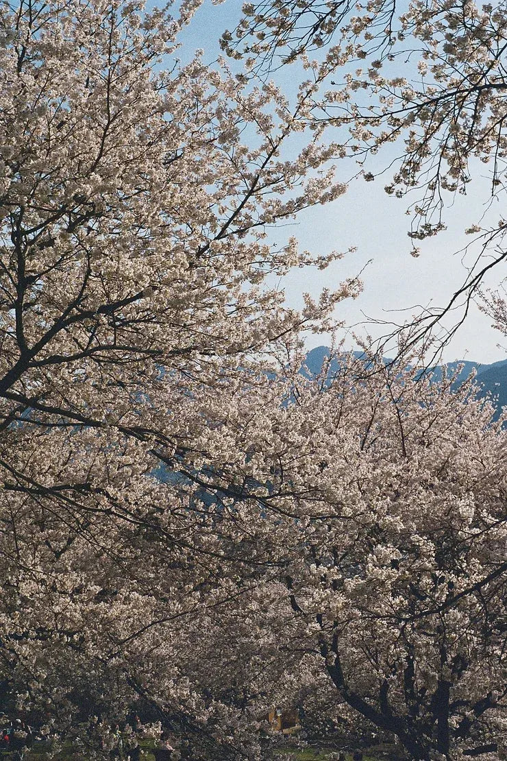 Fujifilm 400 35mm Colour Film - 36 Exposure
