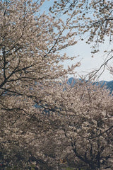 Fujifilm 400 35mm Colour Film - 36 Exposure