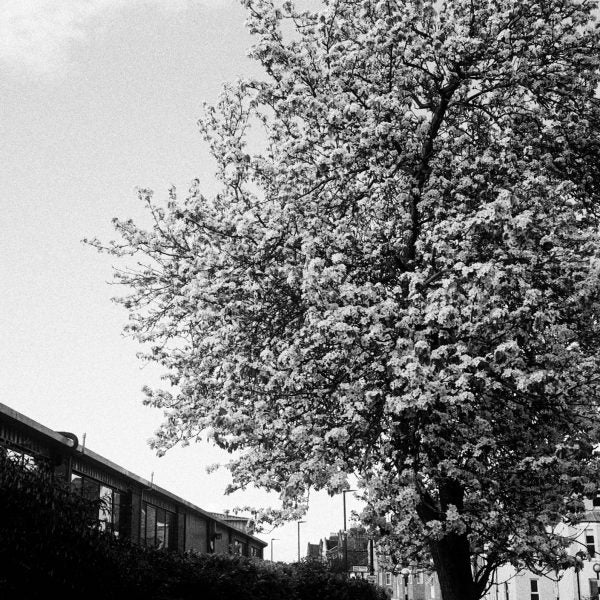 AGFAPHOTO APX 100 Pellicola professionale in bianco e nero da 35 mm per fotocamere da 35 mm