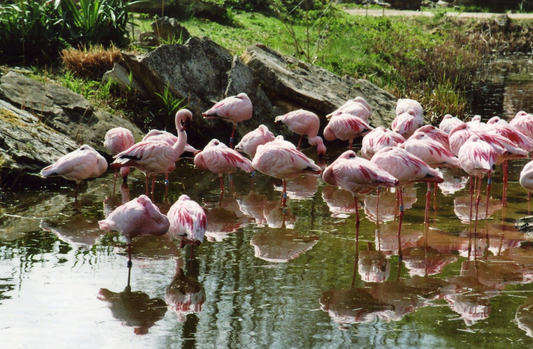 Canon EOS 3000 35mm SLR フィルムカメラ、Canon Prime レンズ付き