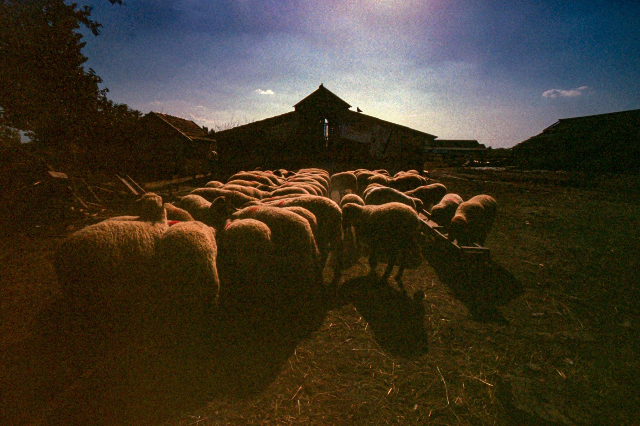 【全国送料無料】✨期限切れ未使用✨富士フイルム FUJICHROME Velvia 50✨36枚撮✨　Kodak GOLD 400　Kodak GOLD 100 FUJICHROME Velvia 50 | Fujifilm [United States]