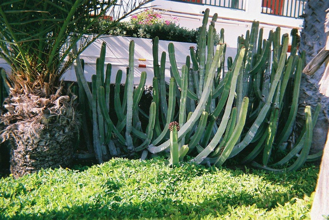 FujiFilm QuickSnap 35mm Disposable Colour Film Camera. Film Camera Store