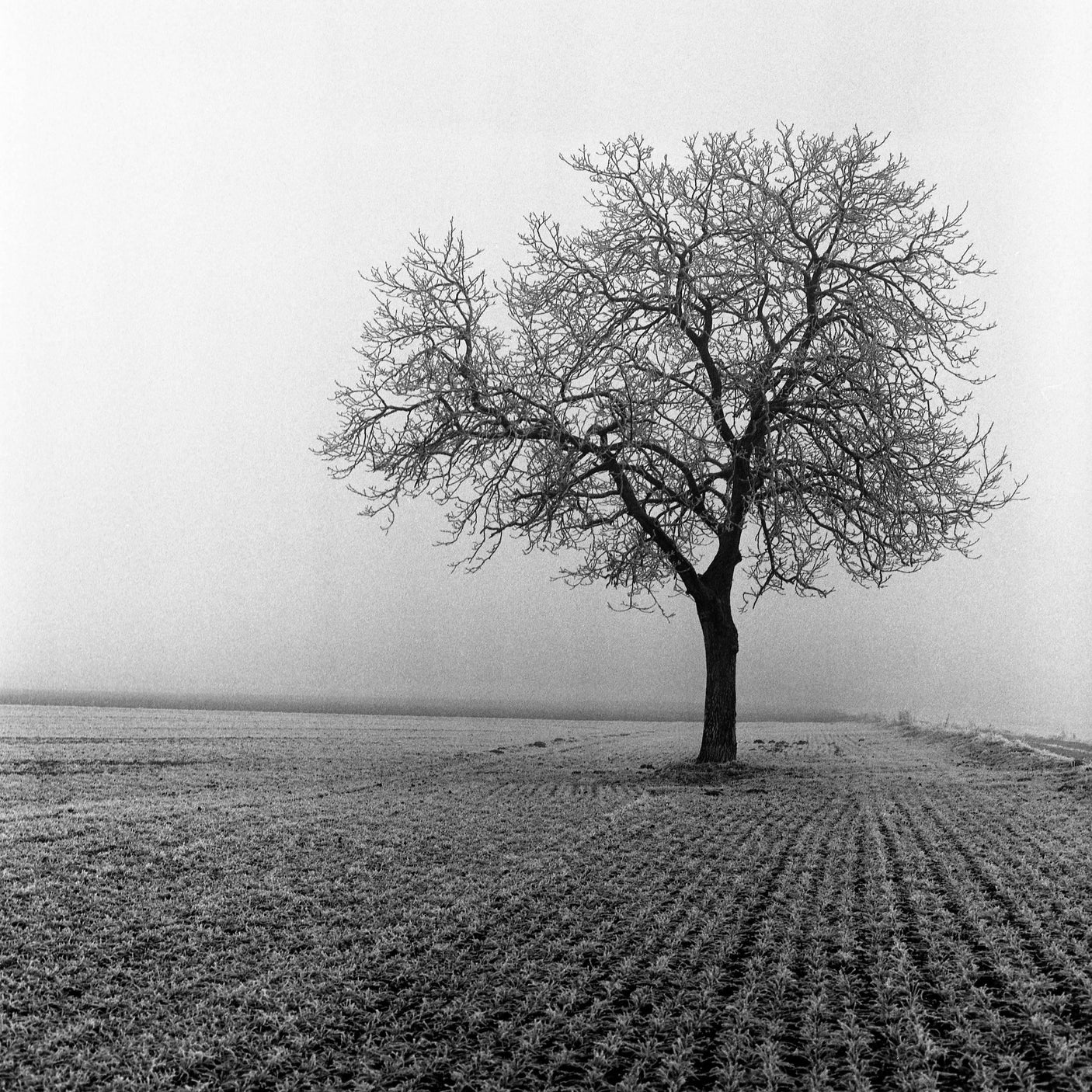 Lubitel 2 With 75mm F4.5 Lens. TLR 6X6 Medium Format Film Camera.