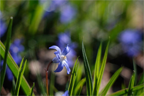 Pentacon 50mm f/1.8 Camera Lens