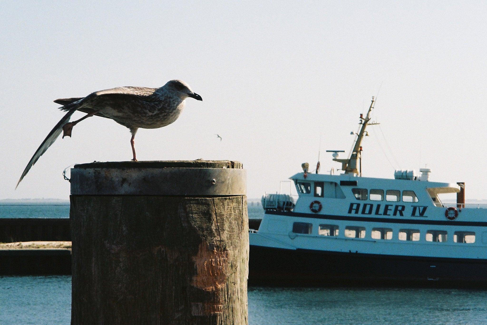 Pentax Espio 115 / IQZoom 115 35mm フィルム カメラ ポイント