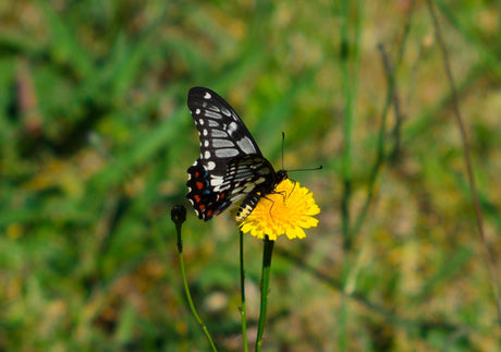 Rexatar Auto MC 135mm f/2.8 Camera Lens