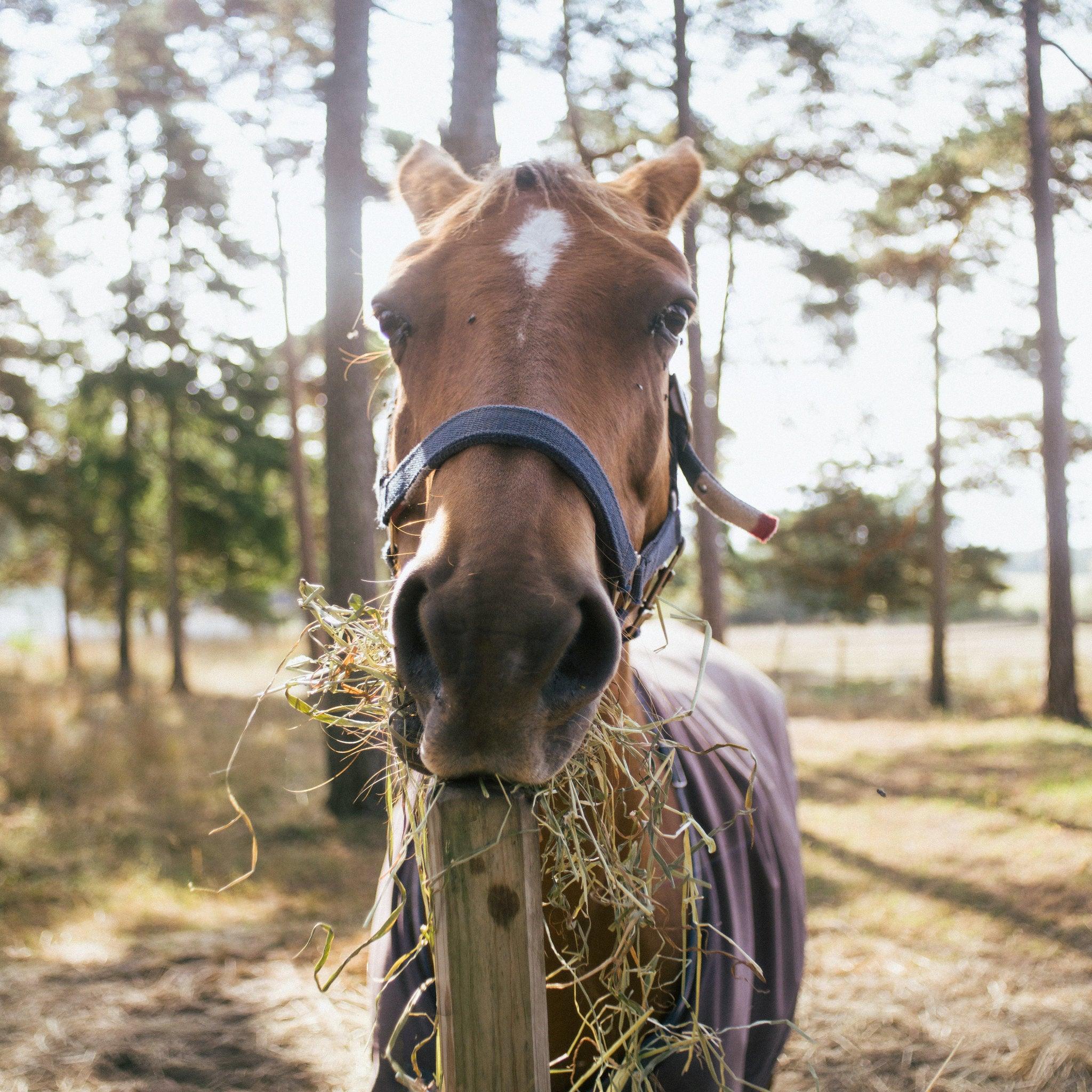 Vivitar 28mm 広角 f/2.8 カメラレンズ – Film Camera Store